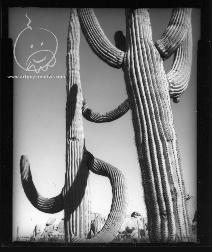 Black and White Study Saguaro Cactus